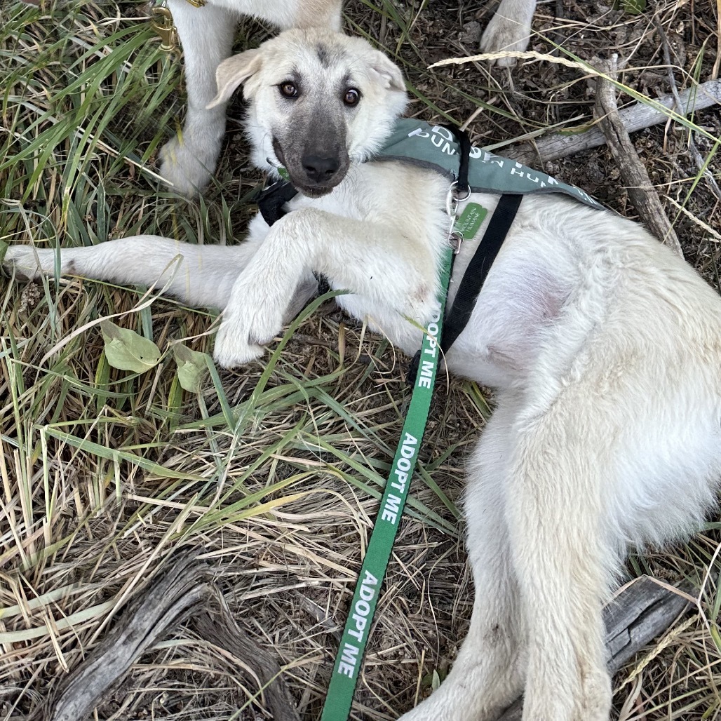 Bambi, an adoptable Mixed Breed in Hailey, ID, 83333 | Photo Image 5