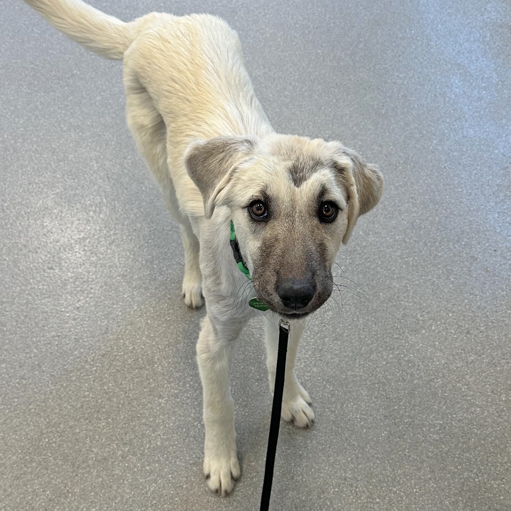 Bambi, an adoptable Mixed Breed in Hailey, ID, 83333 | Photo Image 6
