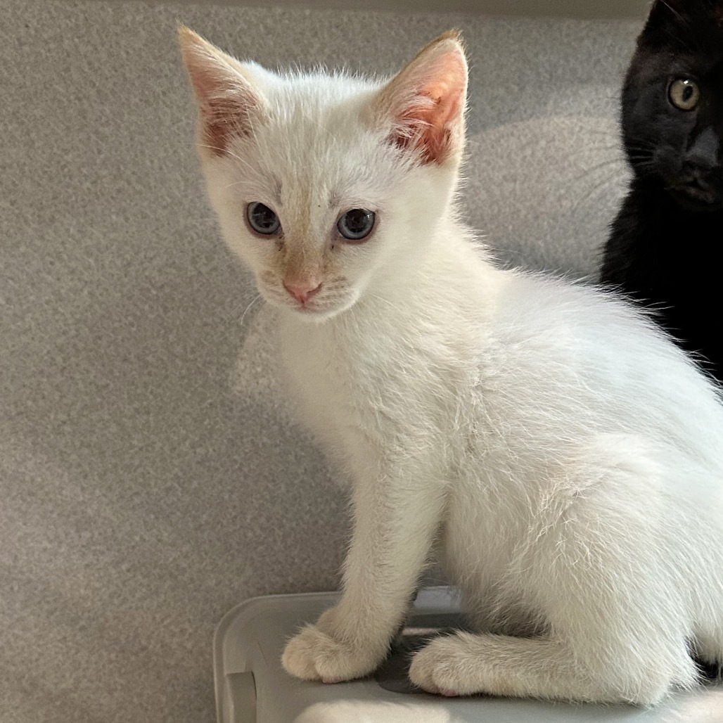 Ron Weasley, an adoptable Siamese in Hailey, ID, 83333 | Photo Image 1