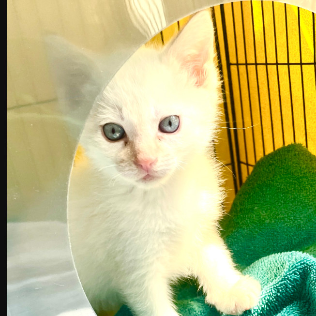 Ron Weasley, an adoptable Siamese in Hailey, ID, 83333 | Photo Image 2