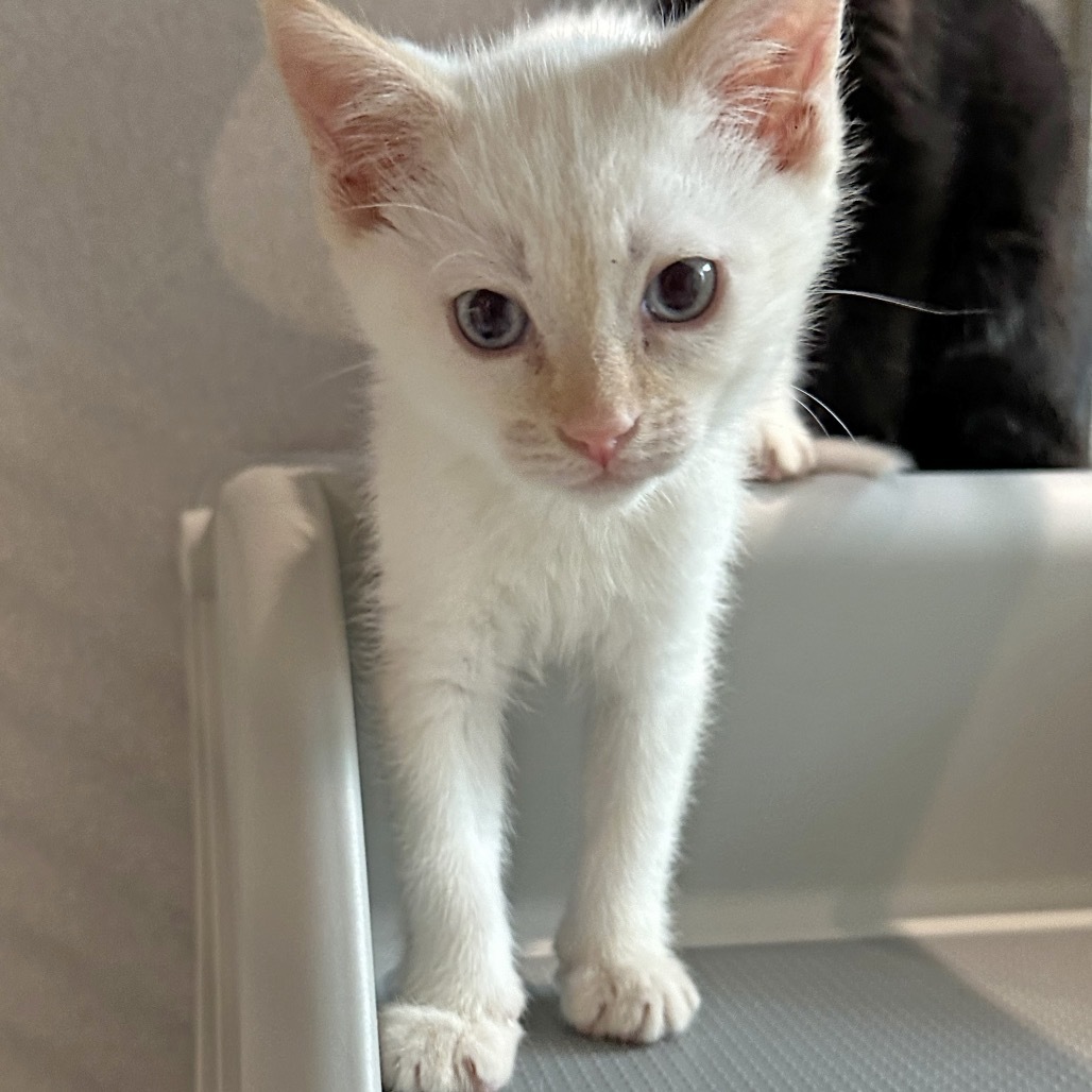 Ron Weasley, an adoptable Siamese in Hailey, ID, 83333 | Photo Image 3