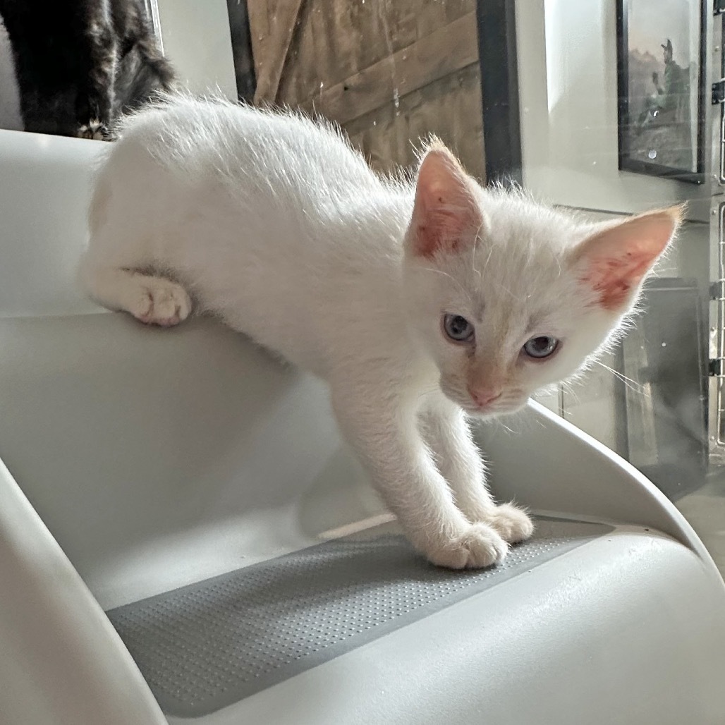 Ron Weasley, an adoptable Siamese in Hailey, ID, 83333 | Photo Image 4