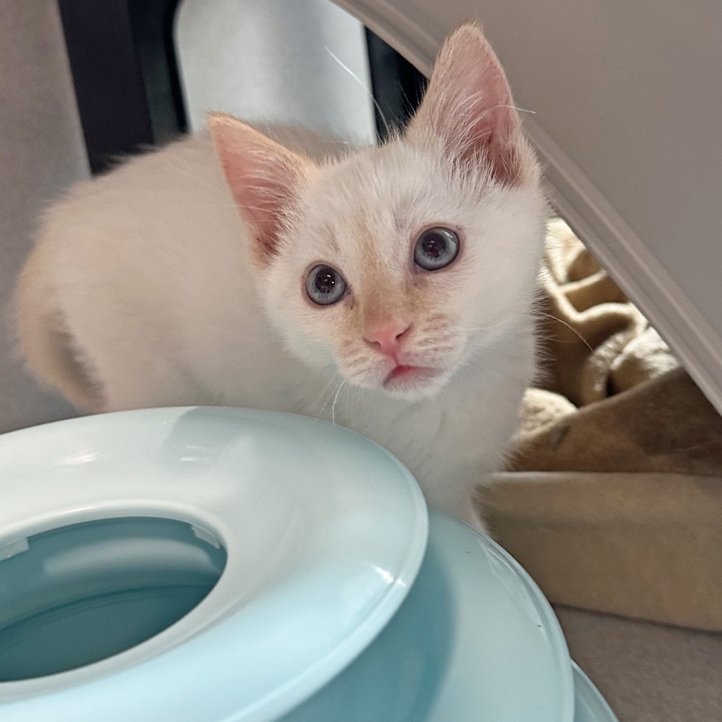Ron Weasley, an adoptable Siamese in Hailey, ID, 83333 | Photo Image 5