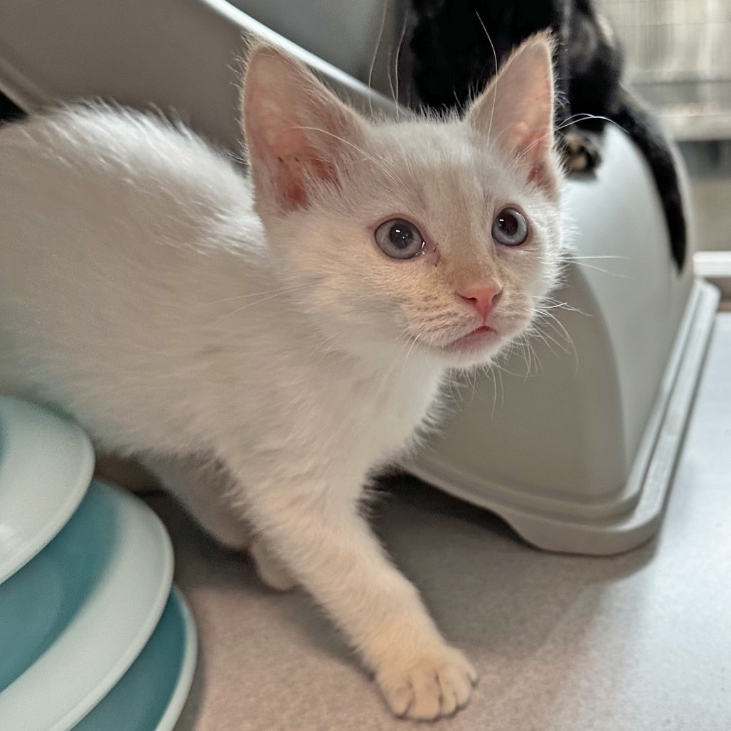 Ron Weasley, an adoptable Siamese in Hailey, ID, 83333 | Photo Image 6
