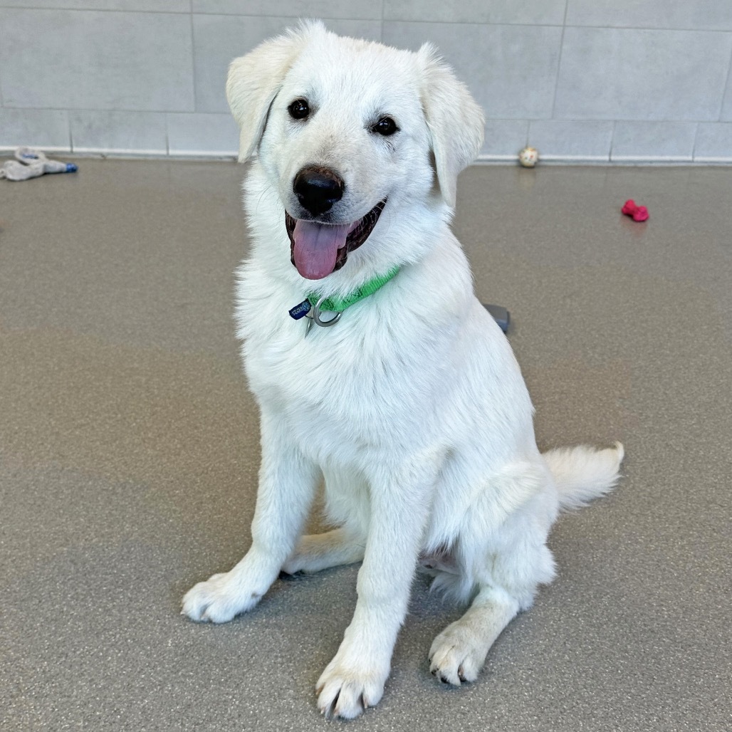 Thumper, an adoptable Mixed Breed in Hailey, ID, 83333 | Photo Image 1