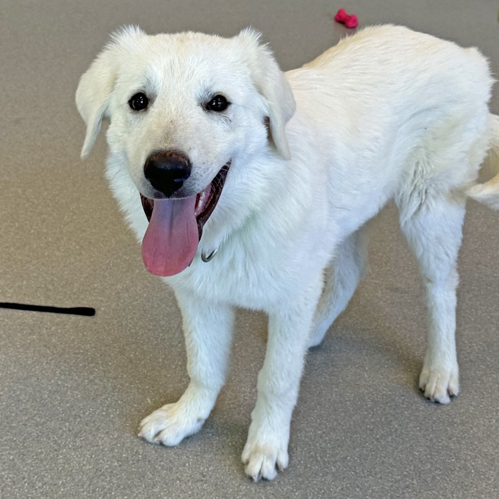 Thumper, an adoptable Mixed Breed in Hailey, ID, 83333 | Photo Image 2