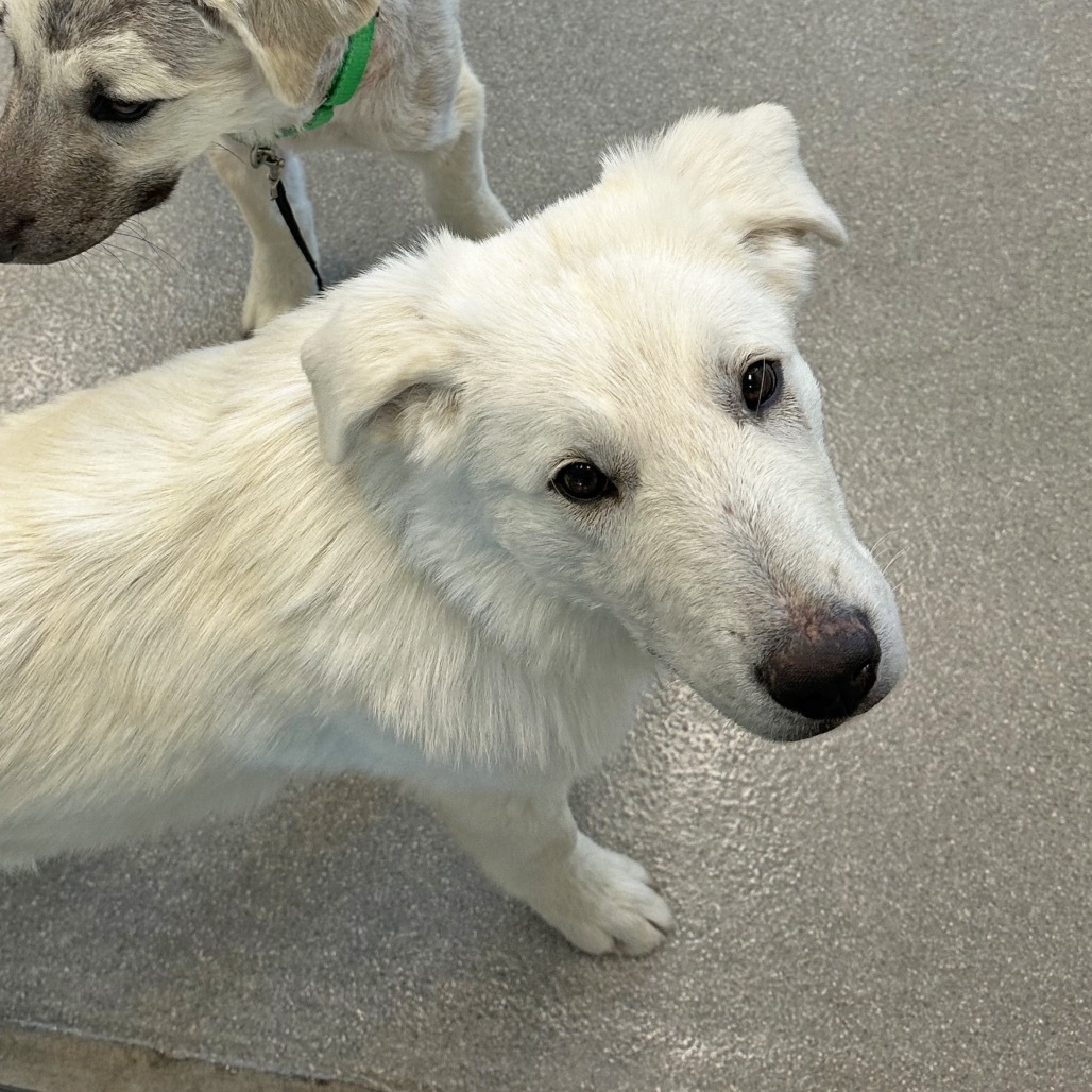 Thumper, an adoptable Mixed Breed in Hailey, ID, 83333 | Photo Image 3