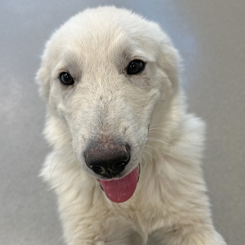 Thumper, an adoptable Mixed Breed in Hailey, ID, 83333 | Photo Image 4