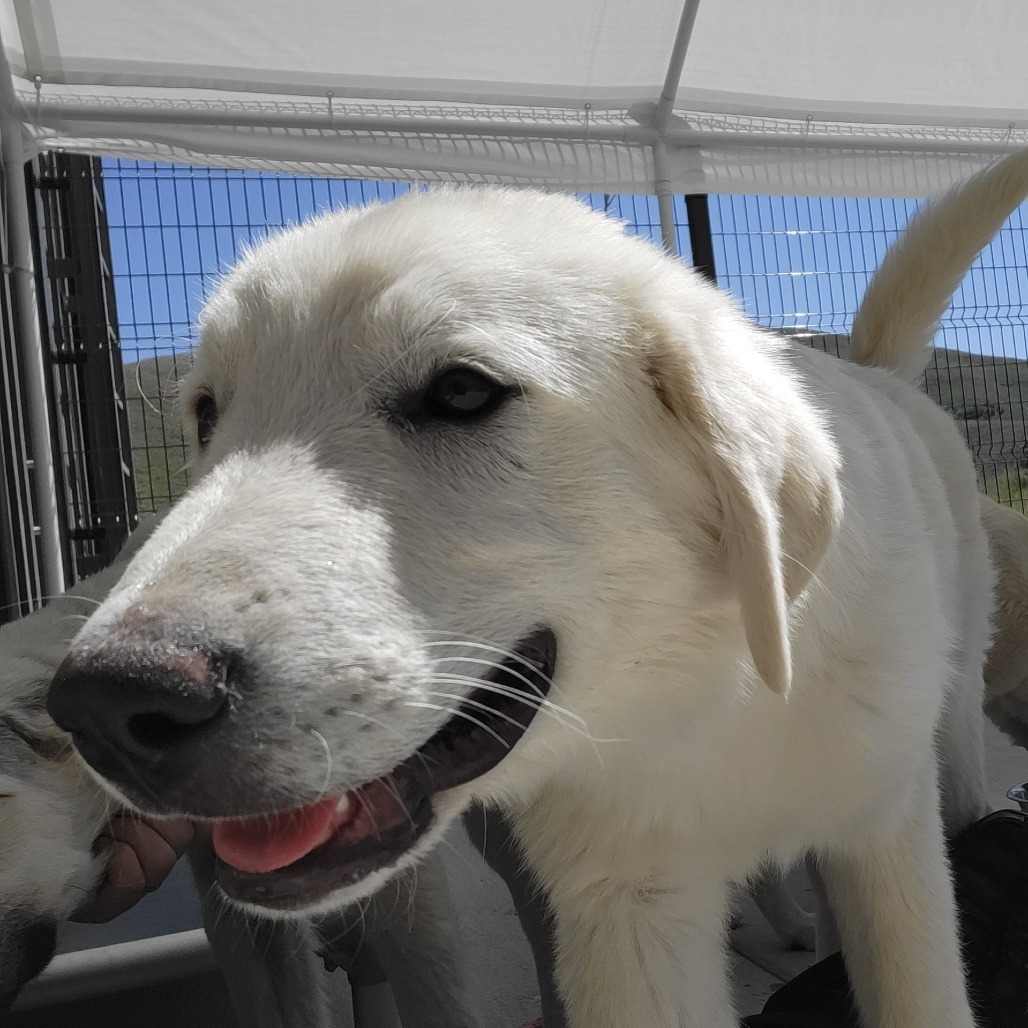 Thumper, an adoptable Mixed Breed in Hailey, ID, 83333 | Photo Image 5