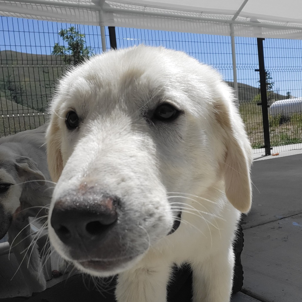 Thumper, an adoptable Mixed Breed in Hailey, ID, 83333 | Photo Image 6
