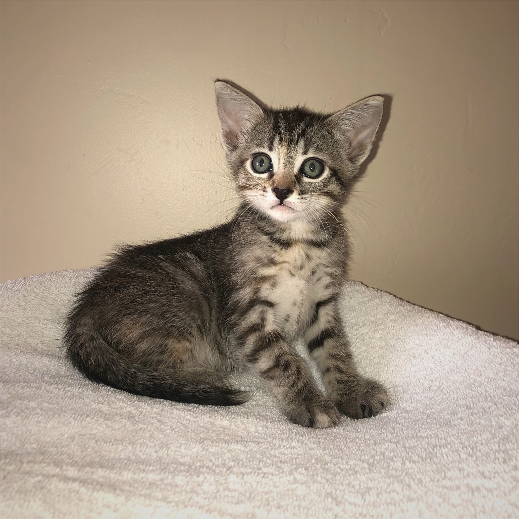 Nugget, an adoptable Domestic Short Hair in Hailey, ID, 83333 | Photo Image 1