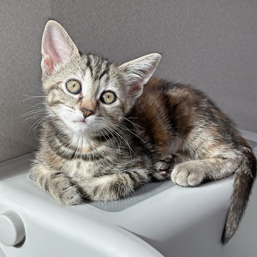 Nugget, an adoptable Domestic Short Hair in Hailey, ID, 83333 | Photo Image 3