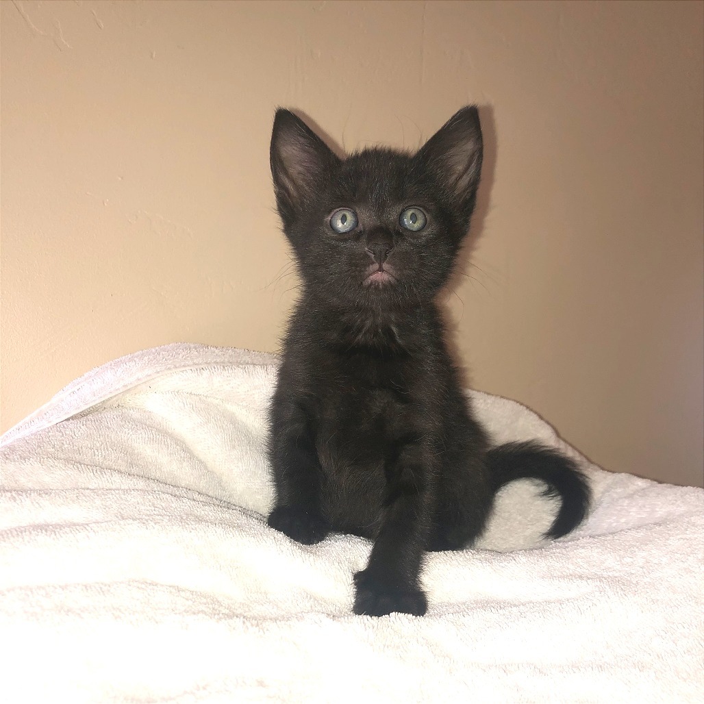 Comet, an adoptable Domestic Short Hair in Hailey, ID, 83333 | Photo Image 1
