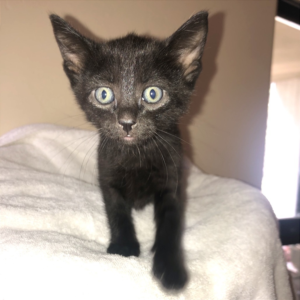 Zorro, an adoptable Domestic Short Hair in Hailey, ID, 83333 | Photo Image 1