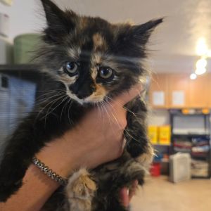 Marble, Baby Female Domestic Medium Hair