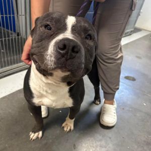 Chico, Adult Male American Bulldog
