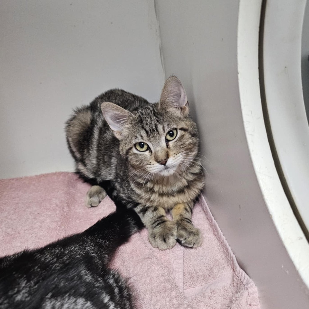 Fibble, an adoptable Domestic Short Hair in Garden City, KS, 67846 | Photo Image 1