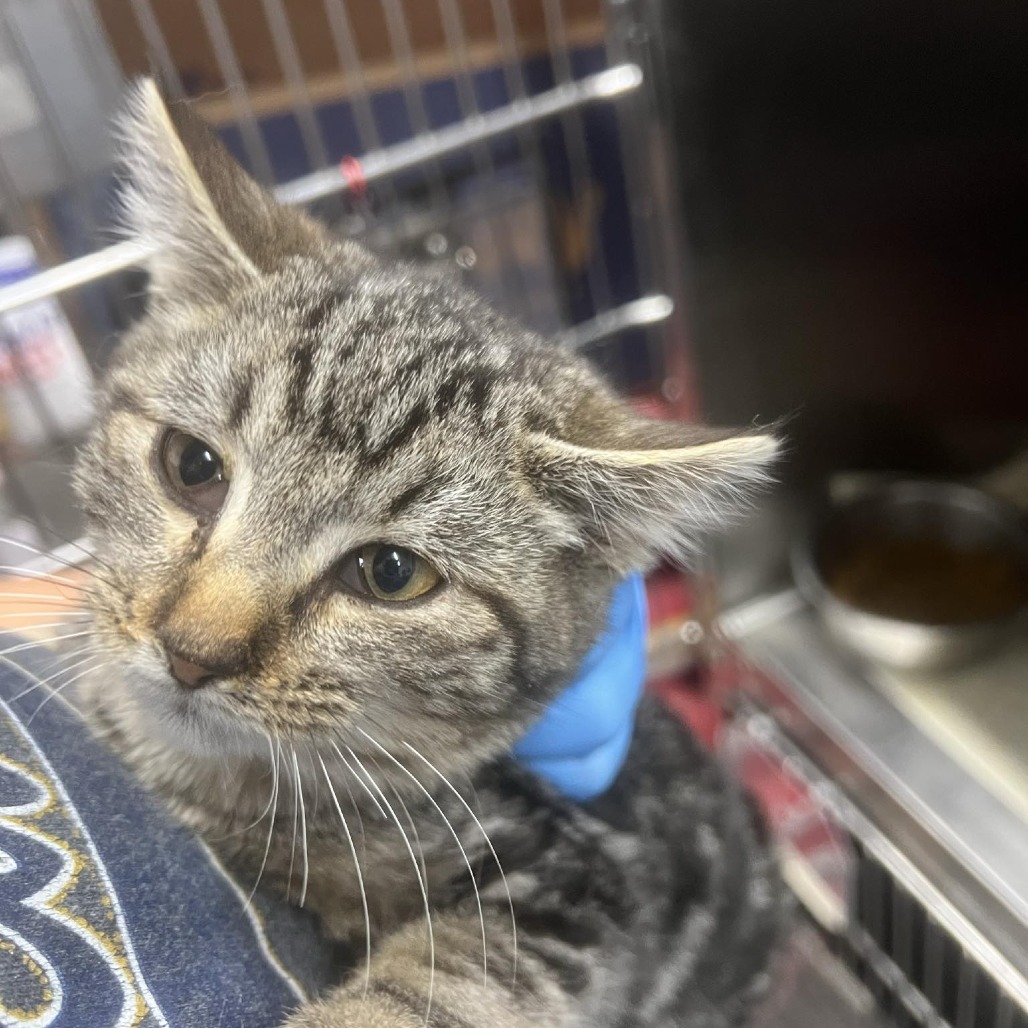 Fibble, an adoptable Domestic Short Hair in Garden City, KS, 67846 | Photo Image 3