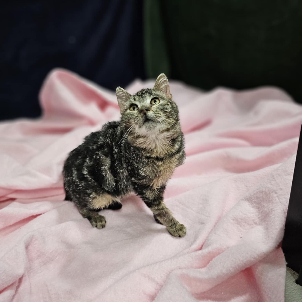 Fibble, an adoptable Domestic Short Hair in Garden City, KS, 67846 | Photo Image 5