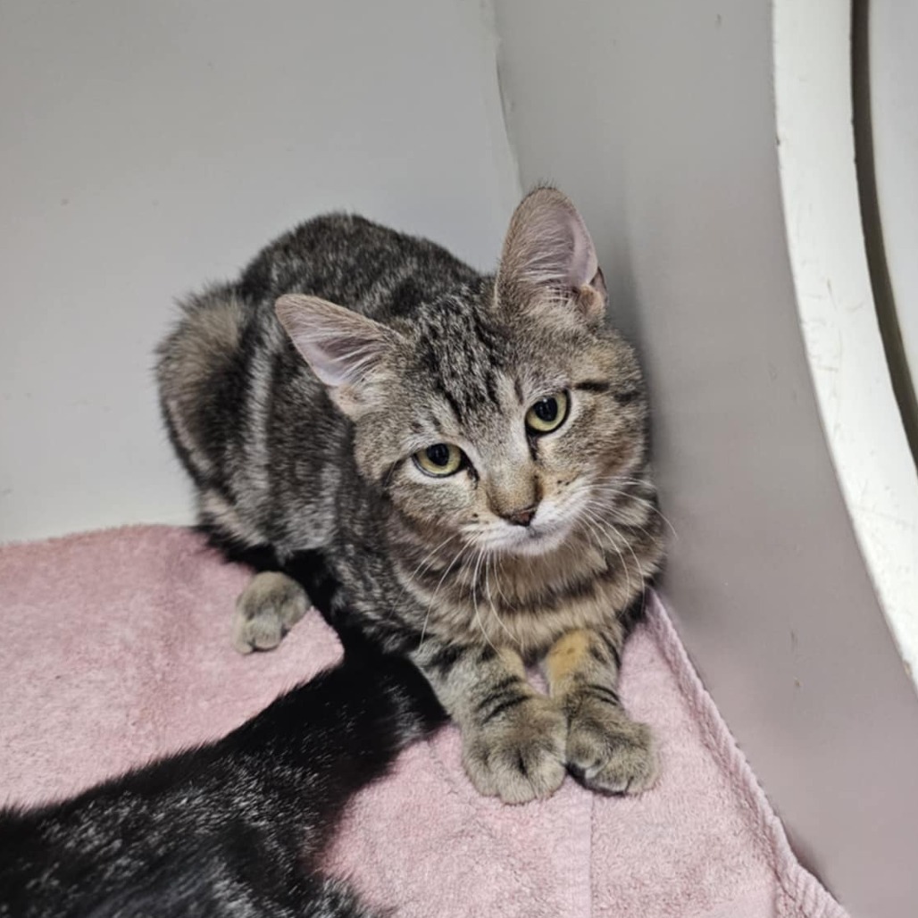 Fibble, an adoptable Domestic Short Hair in Garden City, KS, 67846 | Photo Image 6