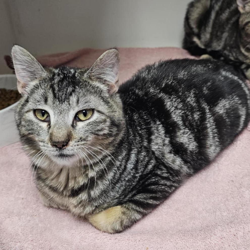 Kibble, an adoptable Domestic Short Hair in Garden City, KS, 67846 | Photo Image 1