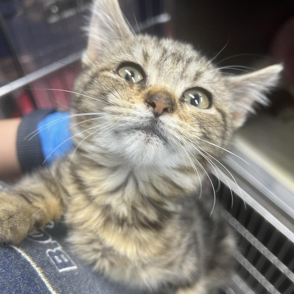 Kibble, an adoptable Domestic Short Hair in Garden City, KS, 67846 | Photo Image 2