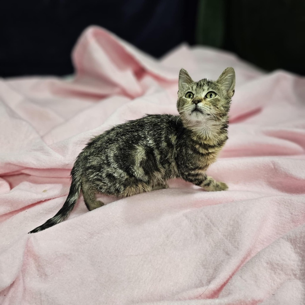 Kibble, an adoptable Domestic Short Hair in Garden City, KS, 67846 | Photo Image 3