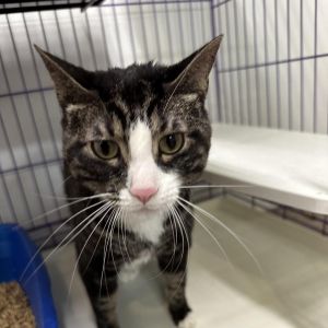 Aramis, Adult Male Domestic Short Hair