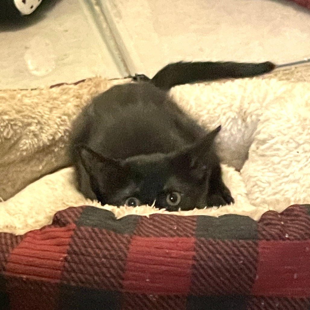 Tula