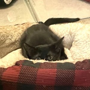 Tula, Baby Female Domestic Short Hair