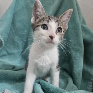 Meet Fritter the sweetest little treat youll ever meet This adorable ball of 