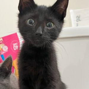 Meet Spinach the bold and bouncy explorer of his litter This adventurous littl