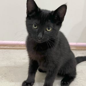 Arugula, Baby Female Domestic Short Hair