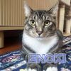 Enoki photo 1