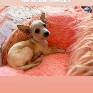 Soy Chihuahua Dog