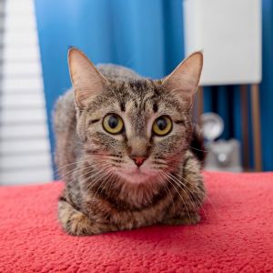 Coral Domestic Short Hair Cat