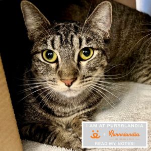 Mary Domestic Short Hair Cat