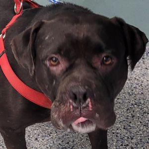 Zeusito, Adult Male Pit Bull Terrier