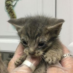 Grayson, Adult Male Domestic Short Hair