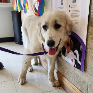Tied Together with a Smile, Baby Female Mixed Breed
