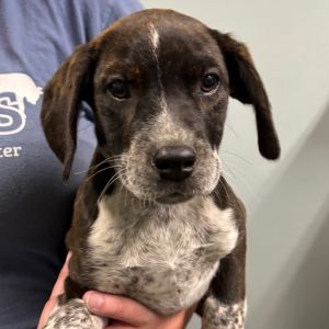 Silver Comet, Baby Female Mixed Breed