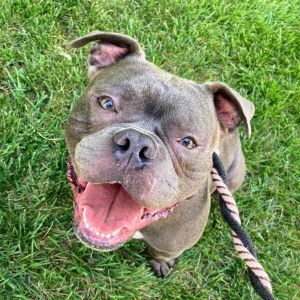 Scoops, Adult Male English Bulldog