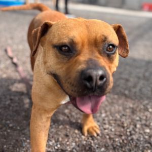 Button, Adult Female Pit Bull Terrier