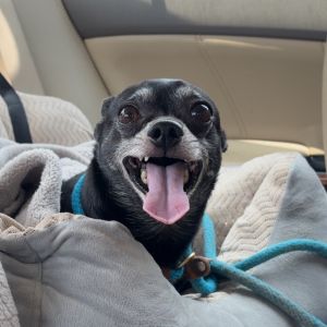 Buddy, Adult Male Chihuahua
