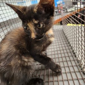 Hallie, Baby Female Domestic Short Hair