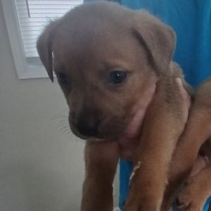 Butterfinger 8649, Baby Male Mixed Breed