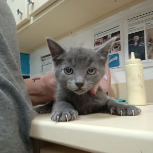 Charlie, Baby Female Domestic Short Hair