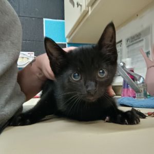 Amelia, Baby Female Domestic Short Hair