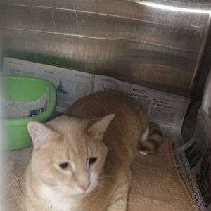 Thomas, Adult Male unknown