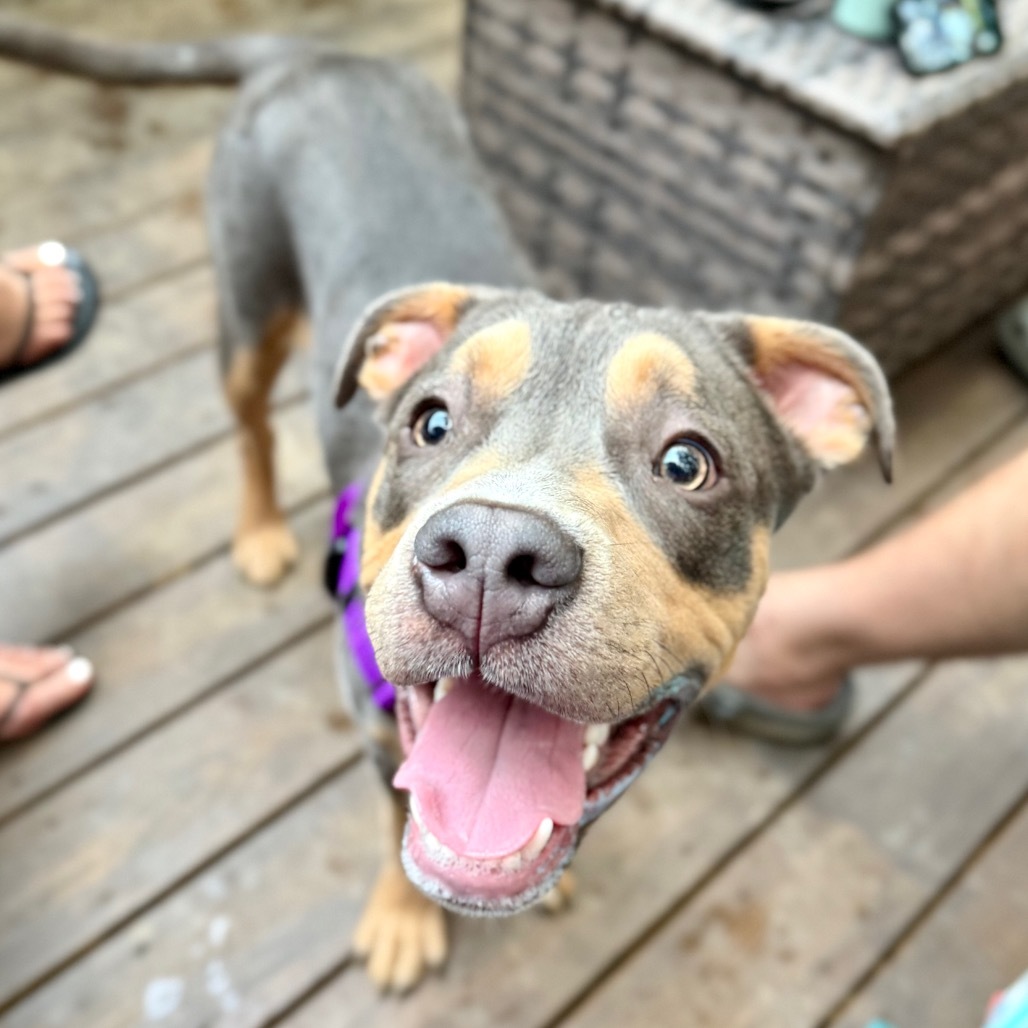 Apollo